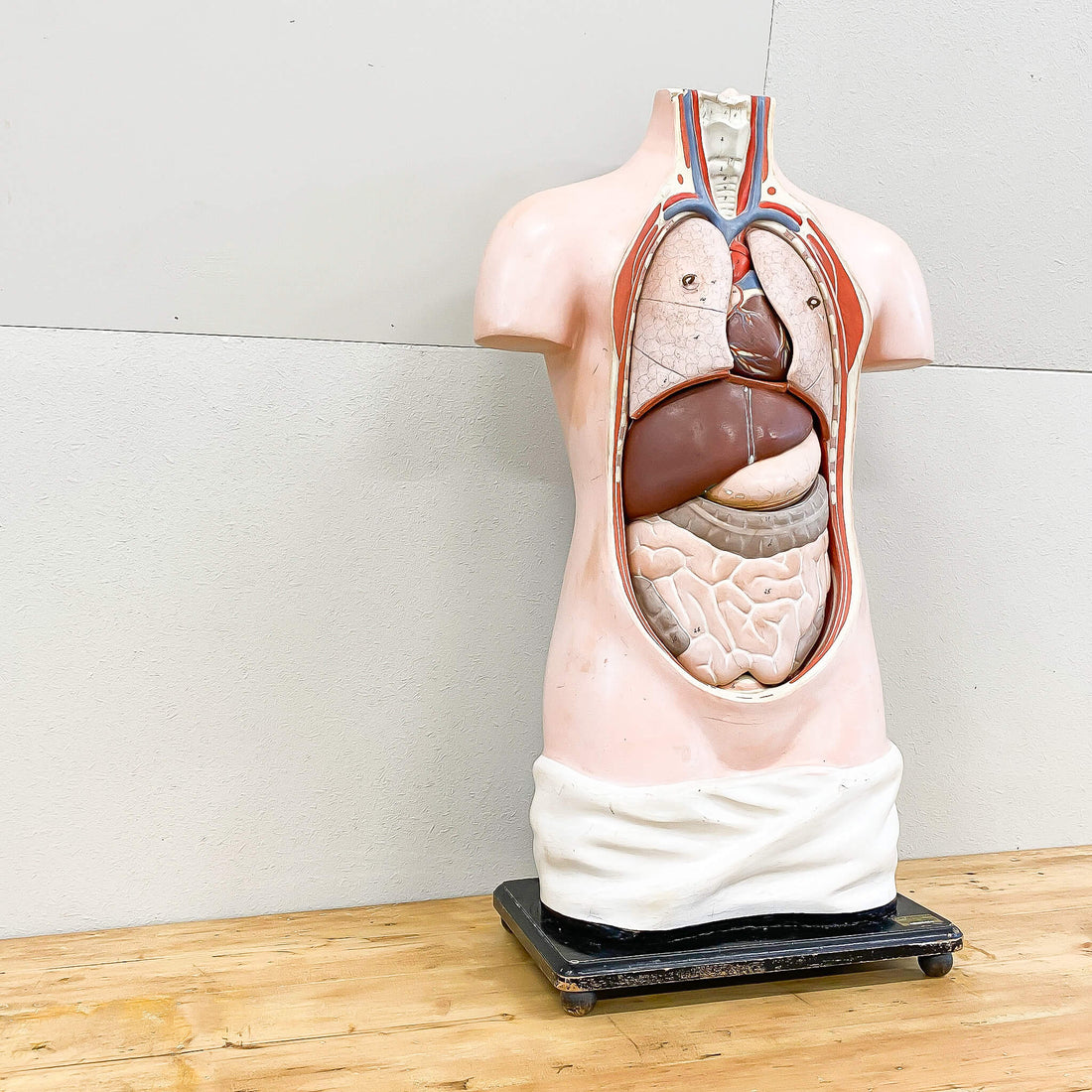 Vintage Anatomical Figure