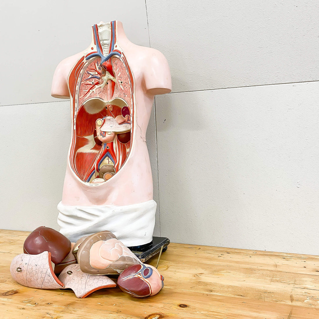 Vintage Anatomical Figure
