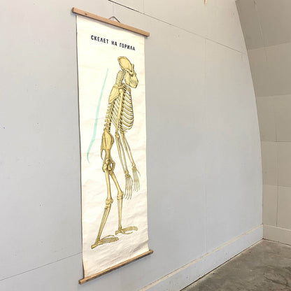 Anatomical Poster