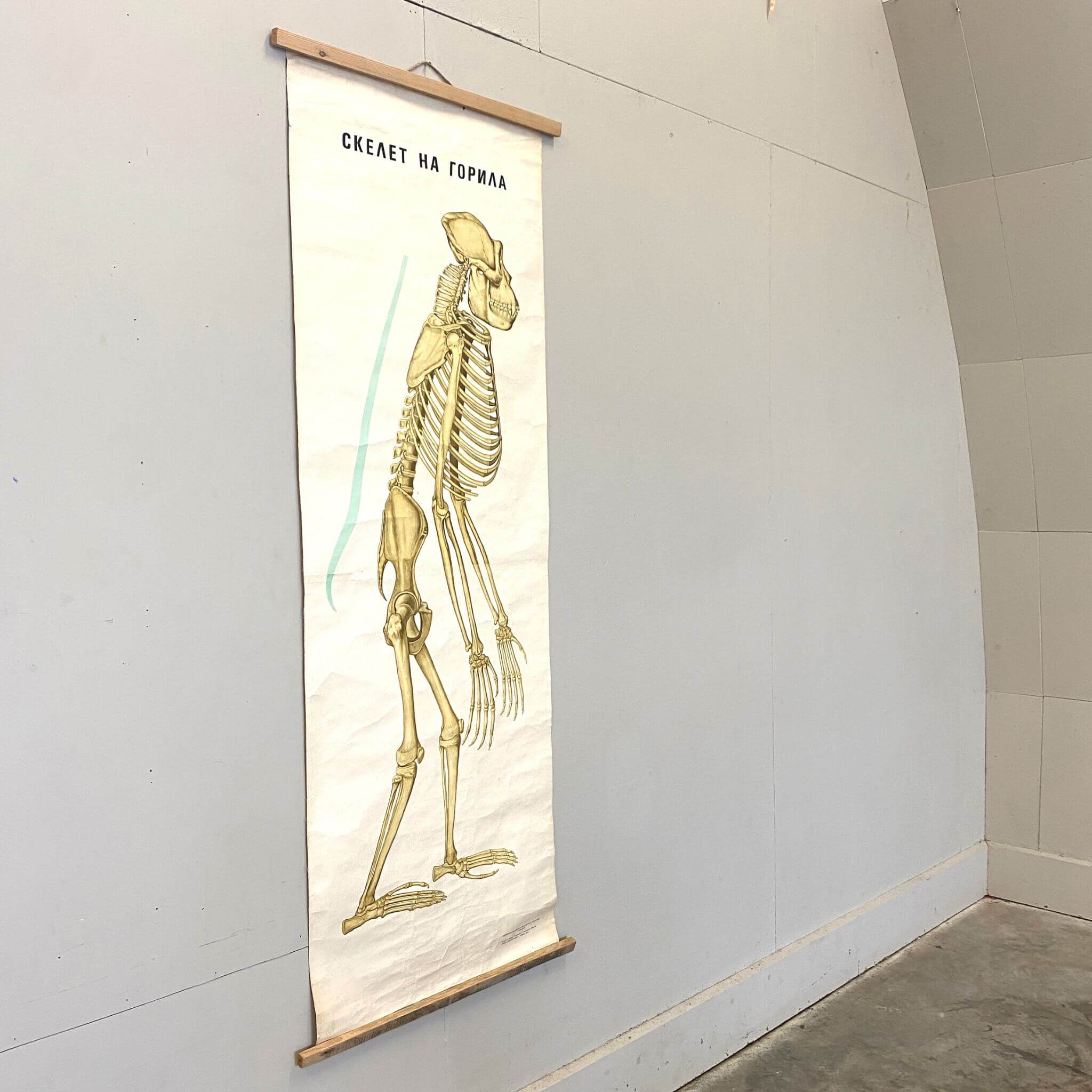 Anatomical Poster