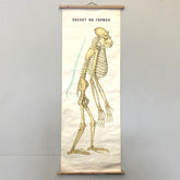 Anatomical Poster