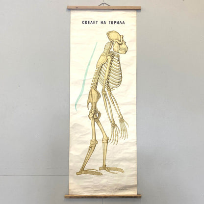 Anatomical Poster