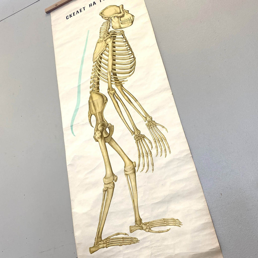 Anatomical Poster