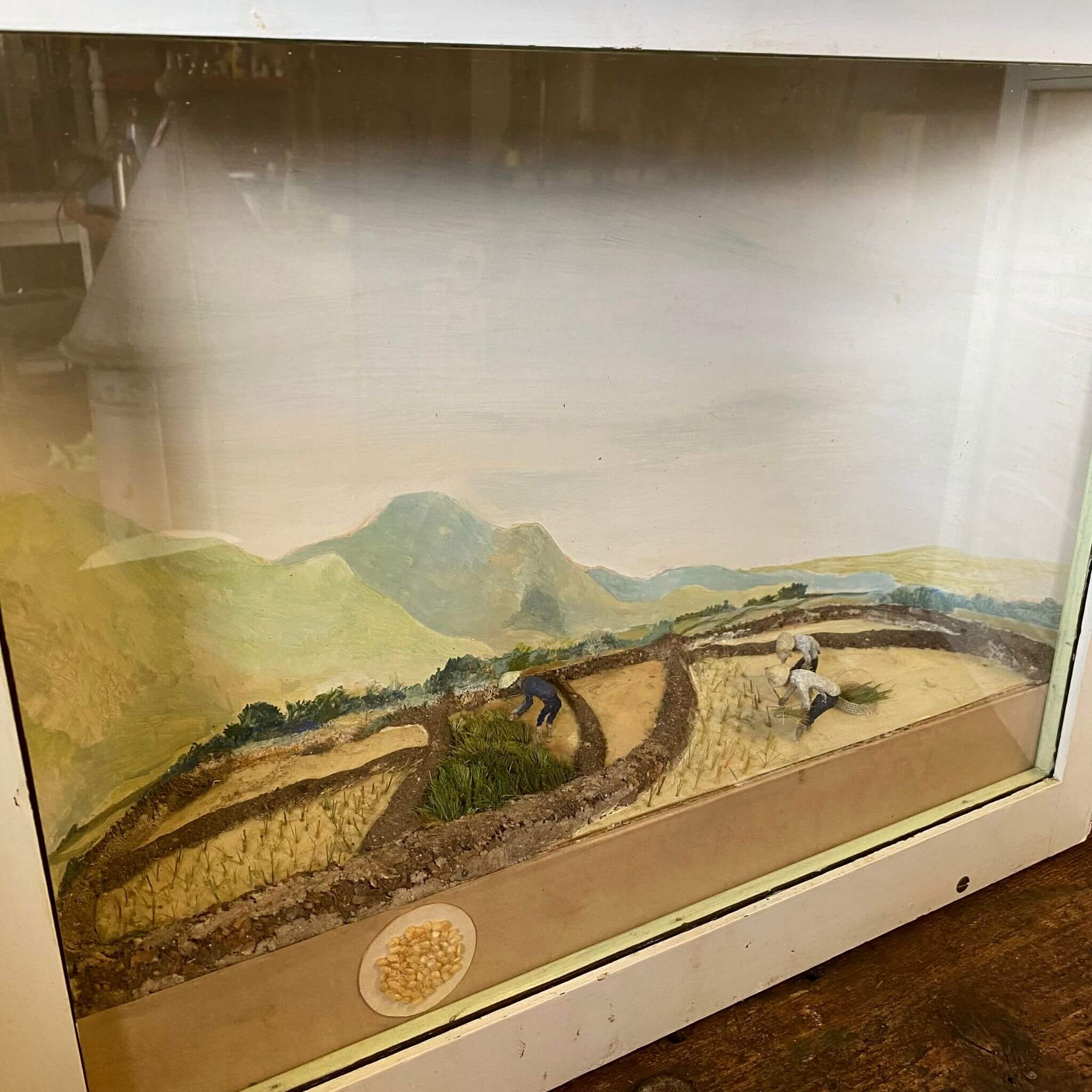 Collectible Auckland Museum Rice Diorama